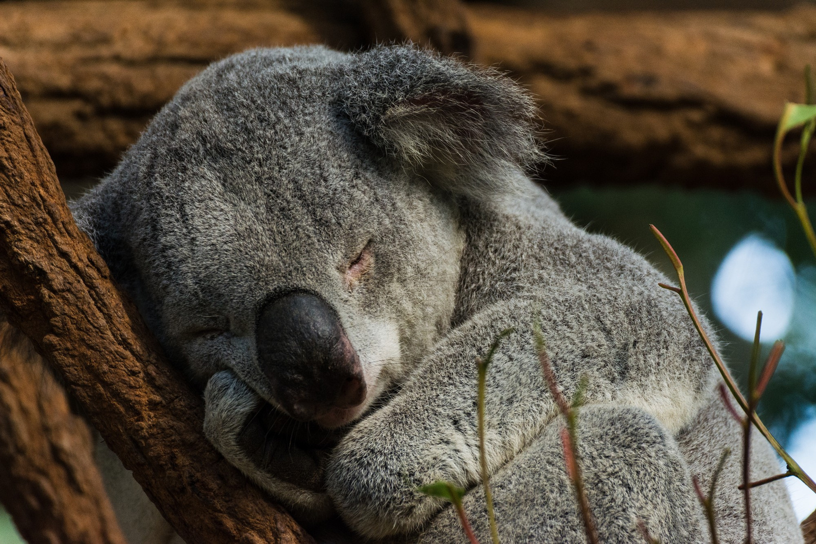 sleepy koala